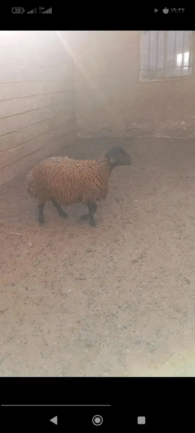 بره قوچ همو|حیوانات مزرعه|خلیل آباد, |دیوار