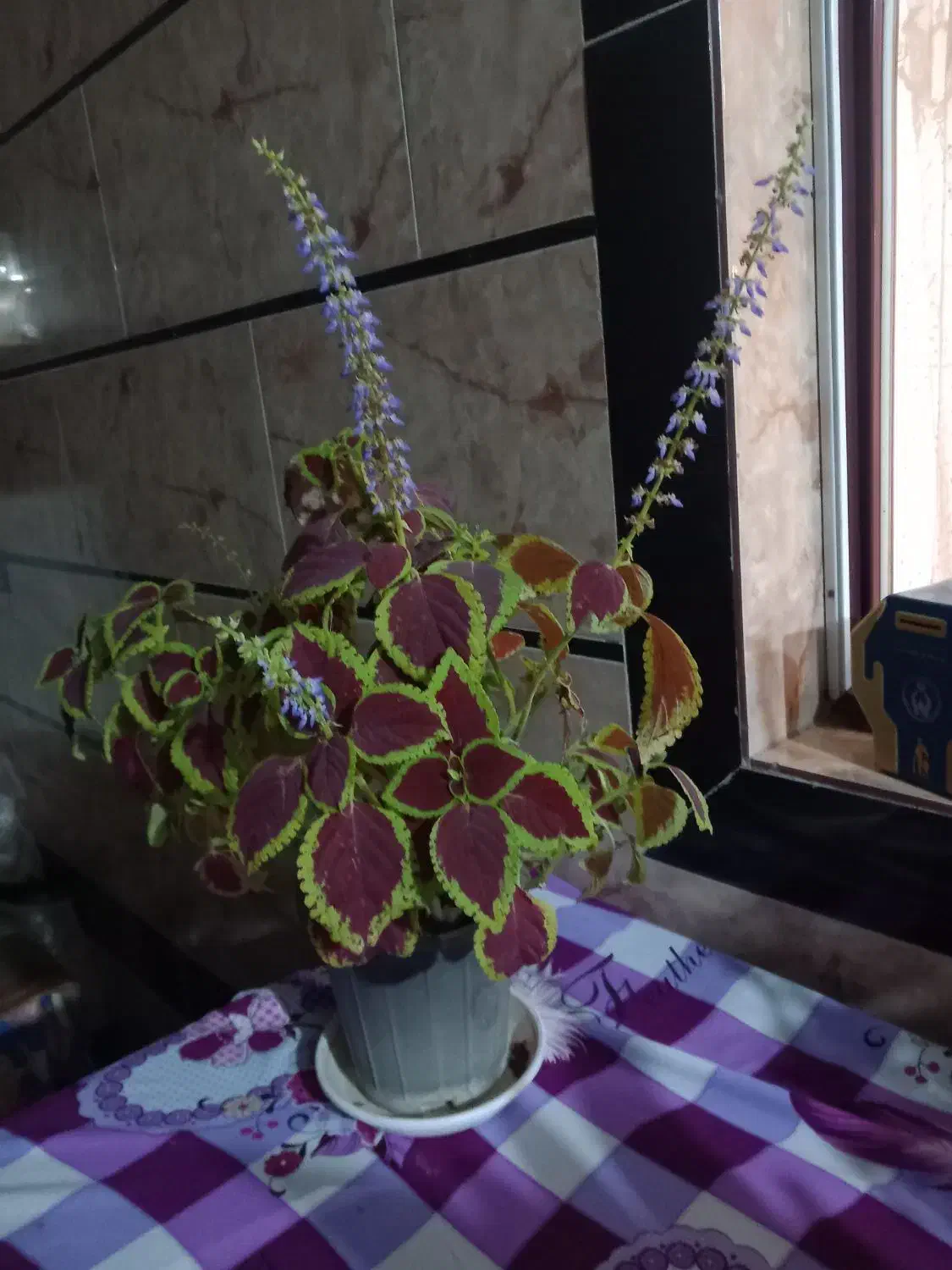 یک عددگل و گلدونش|گل و گیاه طبیعی|زرگرشهر, |دیوار