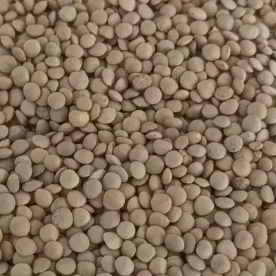 عدس|عمده‌فروشی|یاسوج, |دیوار