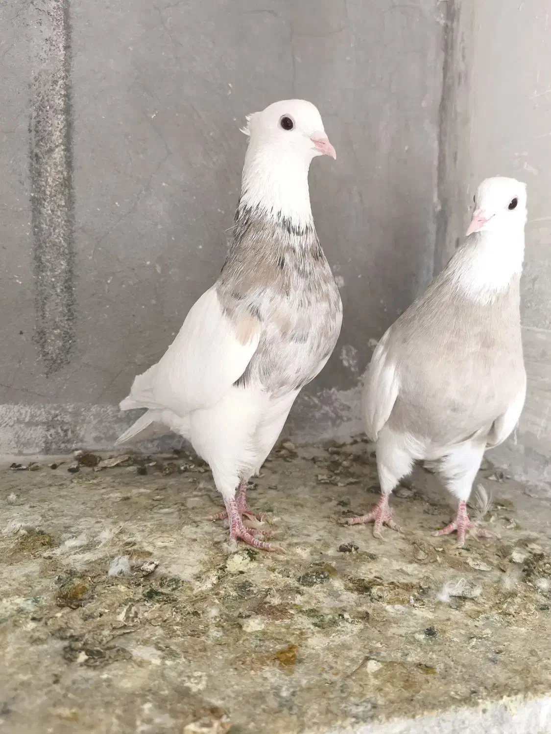 جفت نرماده طوقی|پرنده|شیراز, تندگویان|دیوار