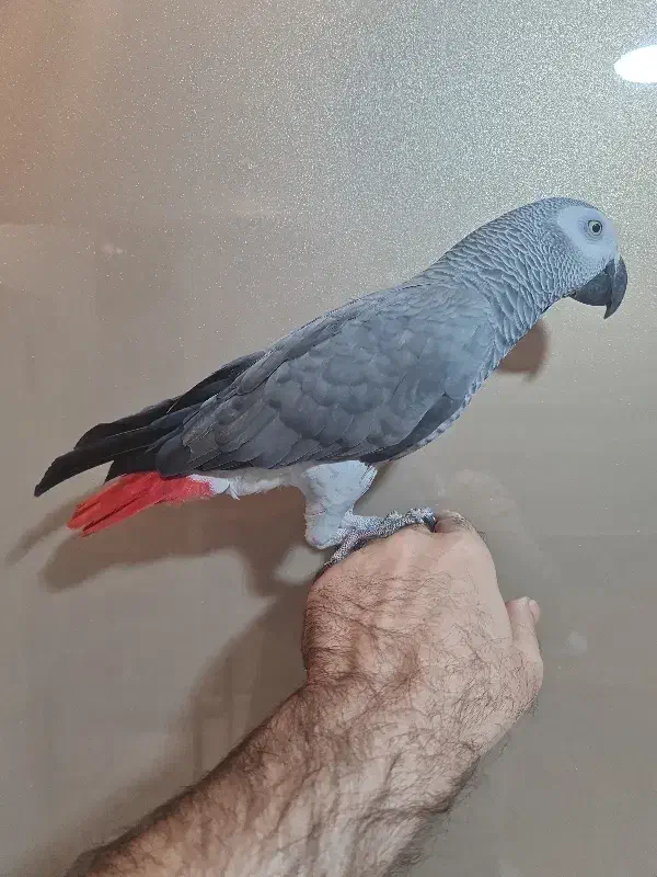 کاسکو|پرنده|تهران, امانیه|دیوار