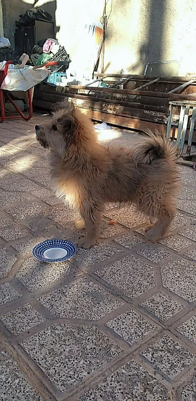 سگ شیتزو پشمالو نر|سگ|کاشمر, |دیوار