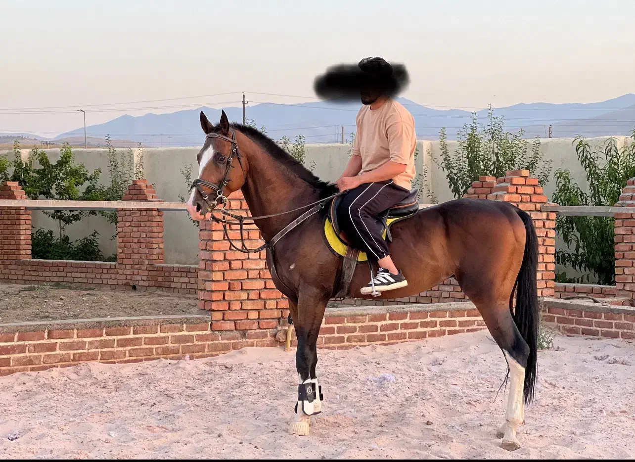اسب ترکمن|اسب و تجهیزات اسب‌سواری|کرمانشاه, |دیوار