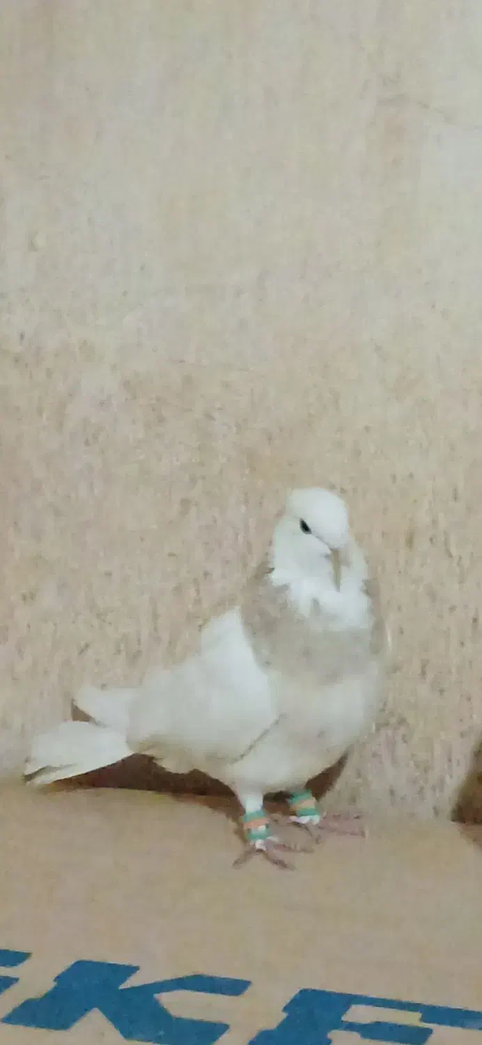 طوقی|پرنده|تربت جام, فاز ۳ فرهنگیان|دیوار