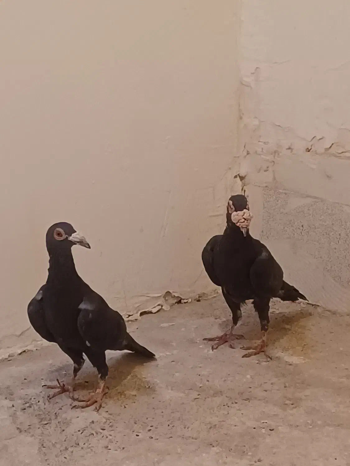 کاریر|پرنده|کرمان, |دیوار