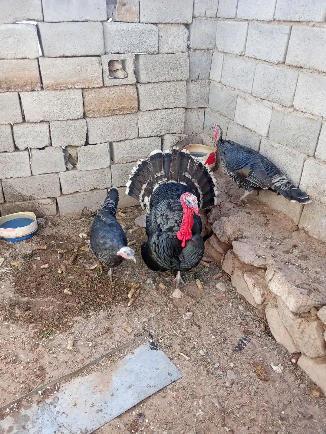 بوقلمون|حیوانات مزرعه|بیرجند, |دیوار