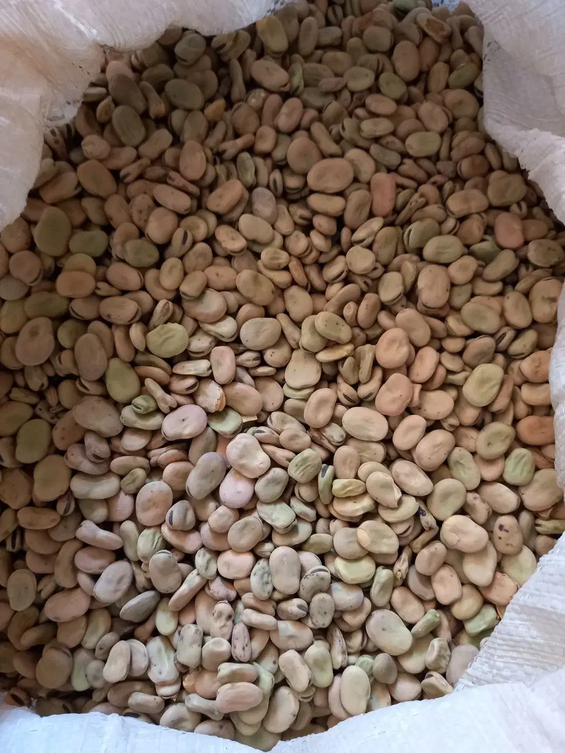 باقلا شاخ بزی|عمدهفروشی|خرمآباد, |دیوار