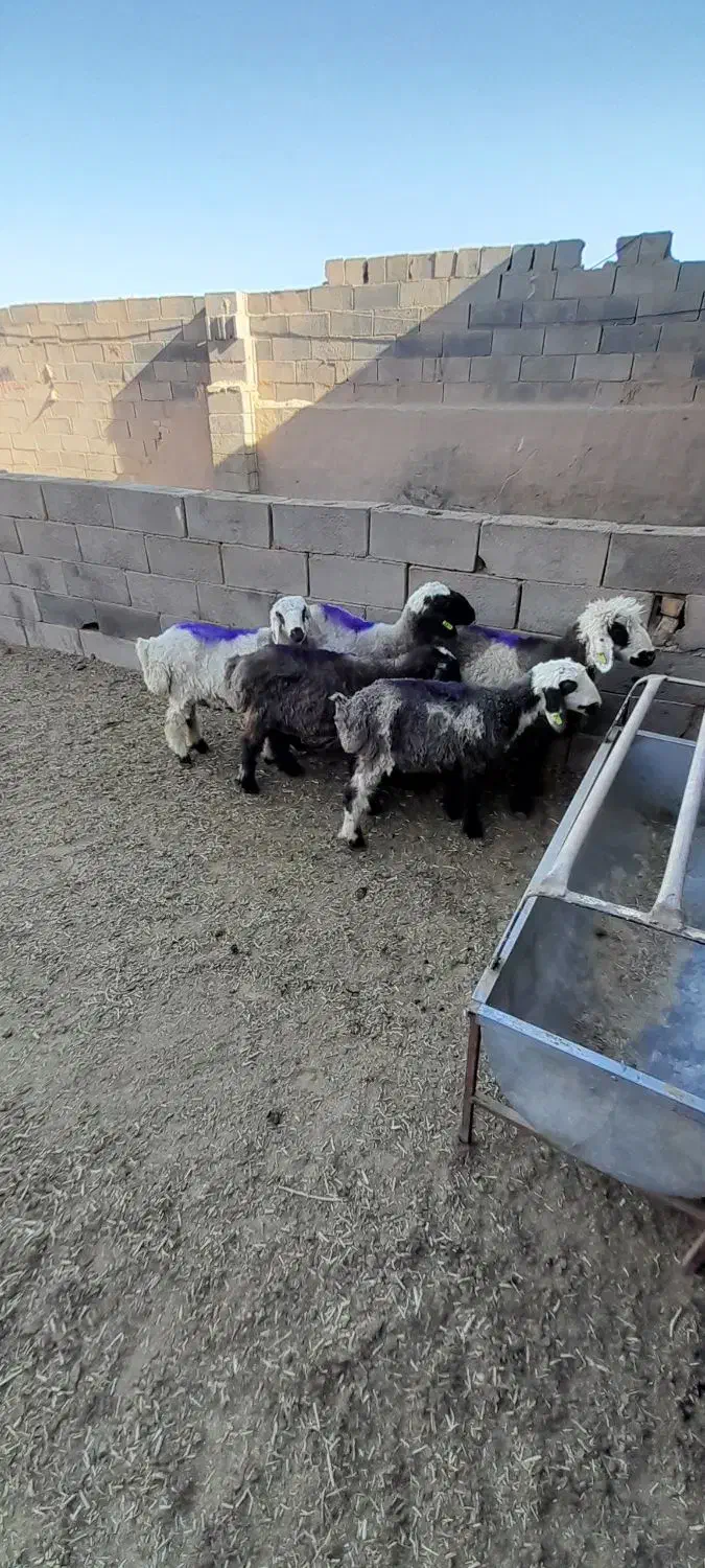 بره ماده ریز|حیوانات مزرعه|یزد, |دیوار