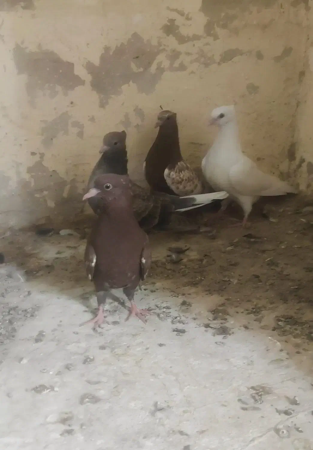 کبوتر سینه سرخ جوجه و سروو|پرنده|شیراز, شهرک بهار|دیوار