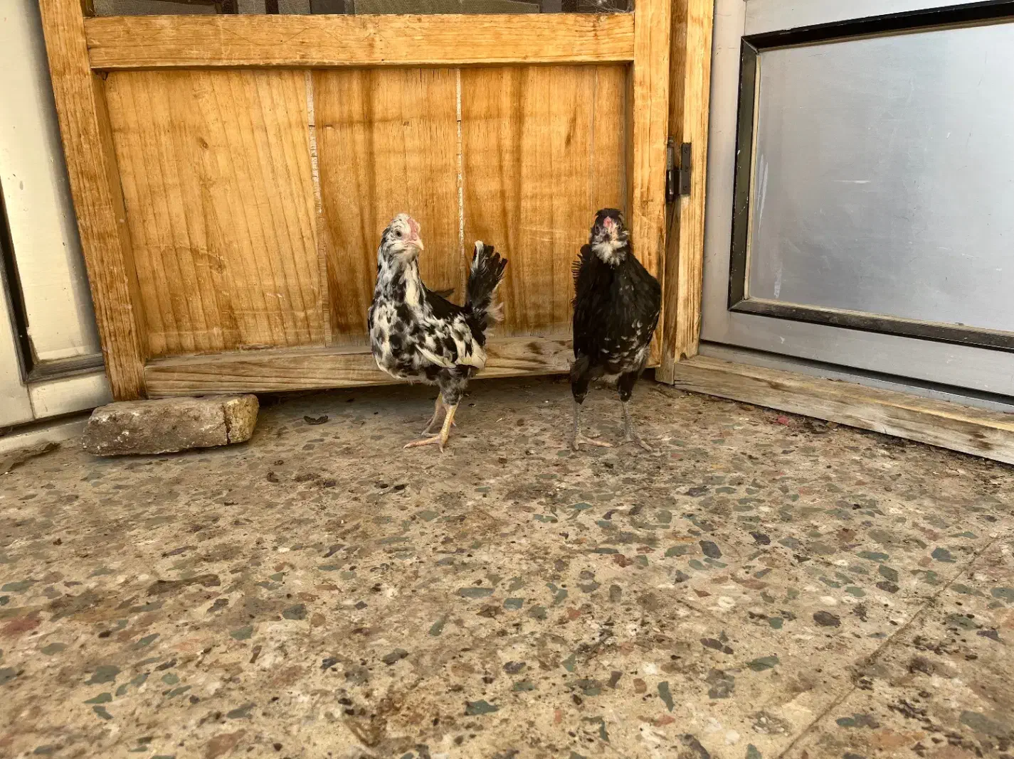 نیمچه گلین|حیوانات مزرعه|شهرکرد, |دیوار