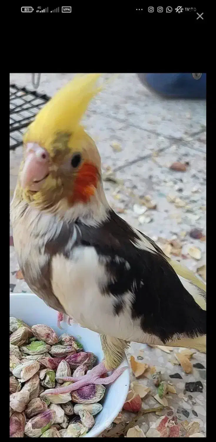 گمشده.|حیوانات|سیرجان, |دیوار