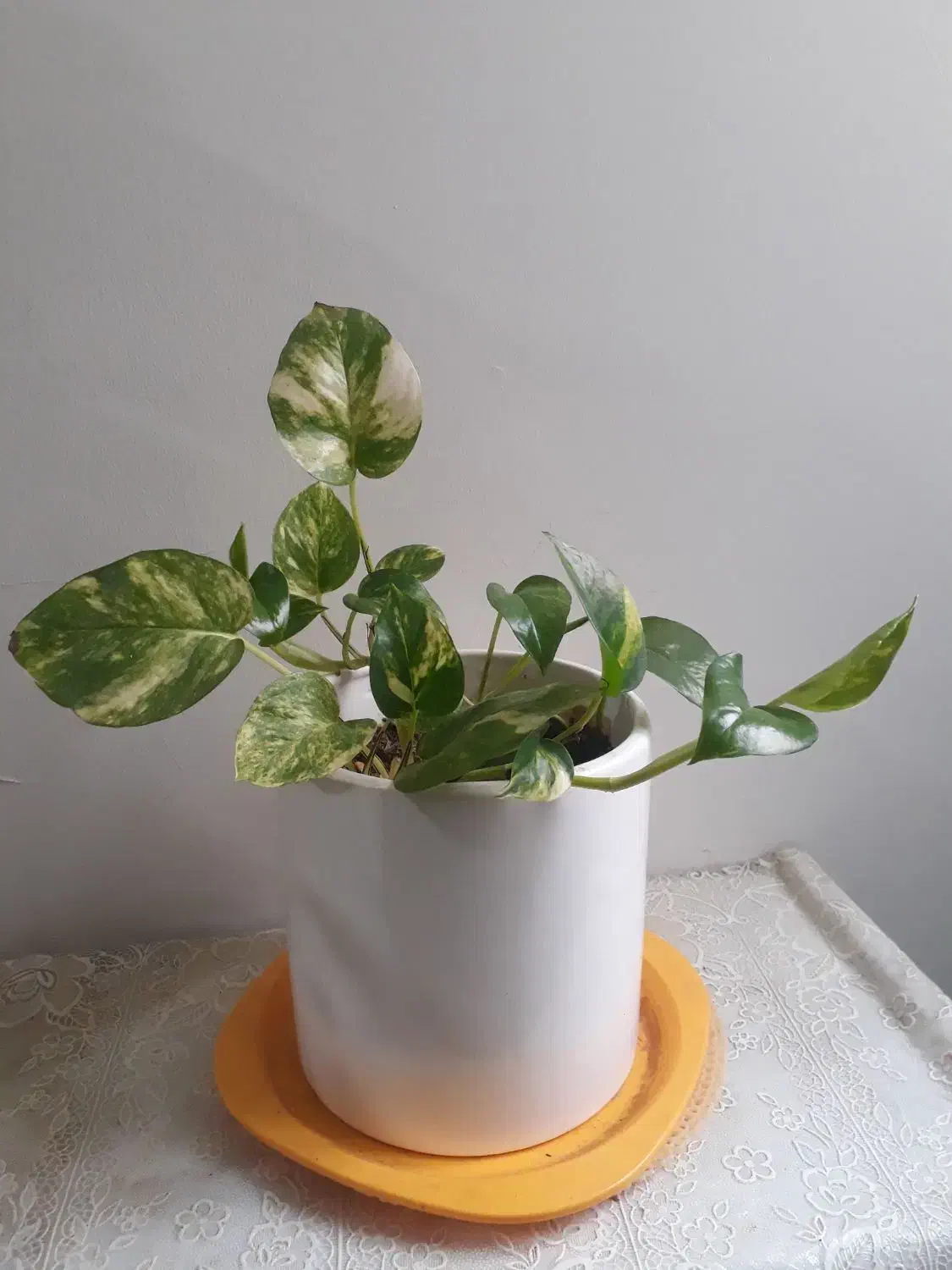 گل و گیاه|گل و گیاه طبیعی|تهران, فدک|دیوار