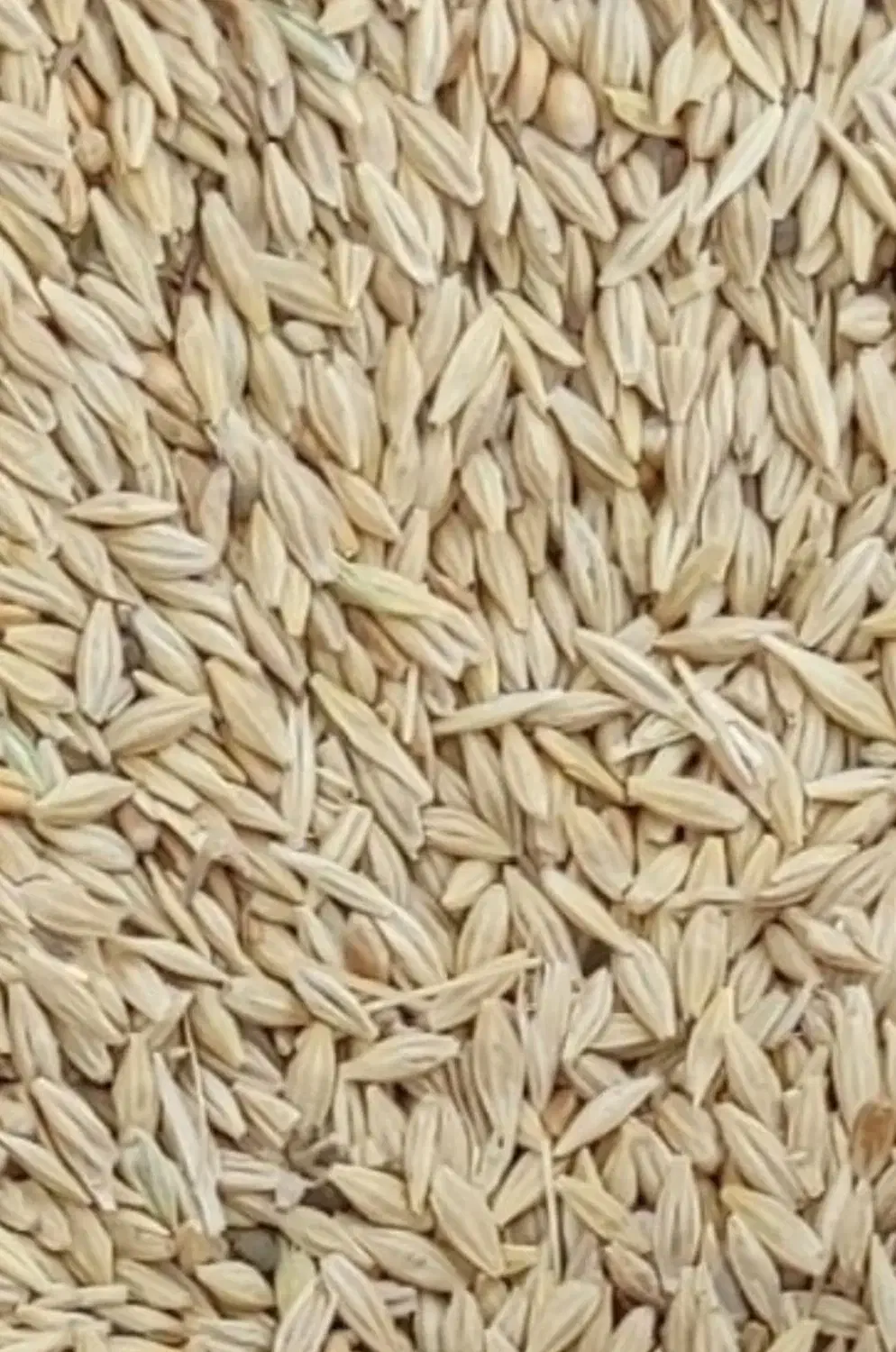 جو ایرانی ابی|لوازم جانبی حیوانات|بشاریات, |دیوار