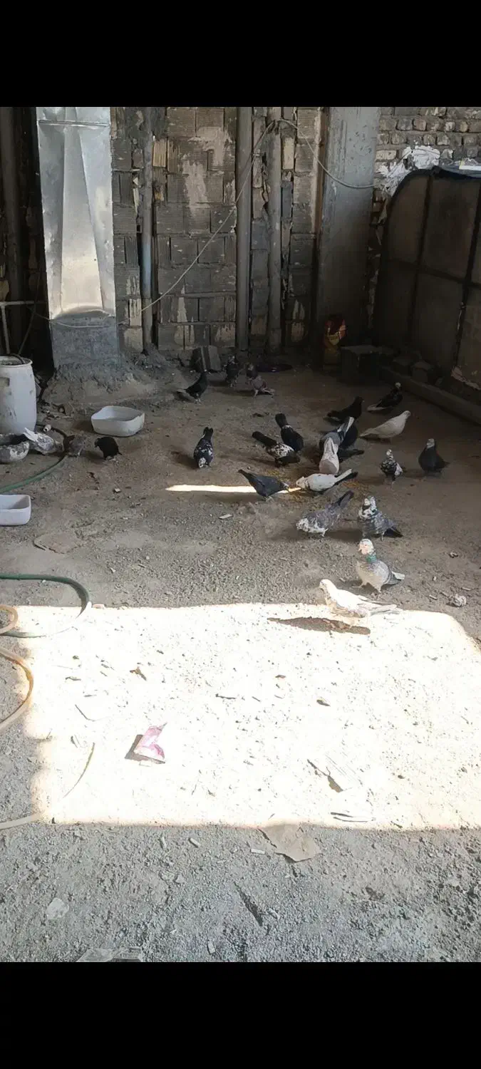 کفتر یا همون کبوتر|پرنده|خمینیشهر, |دیوار