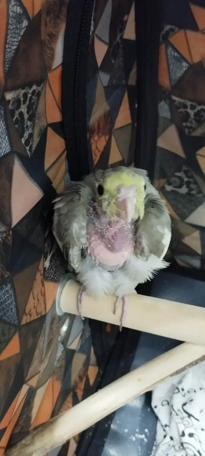 عروس هلندی|پرنده|کهریزک, |دیوار