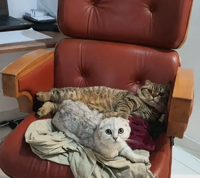 واگذاری سرپرستی اسکاتیش یک جفت|گربه|همدان, |دیوار