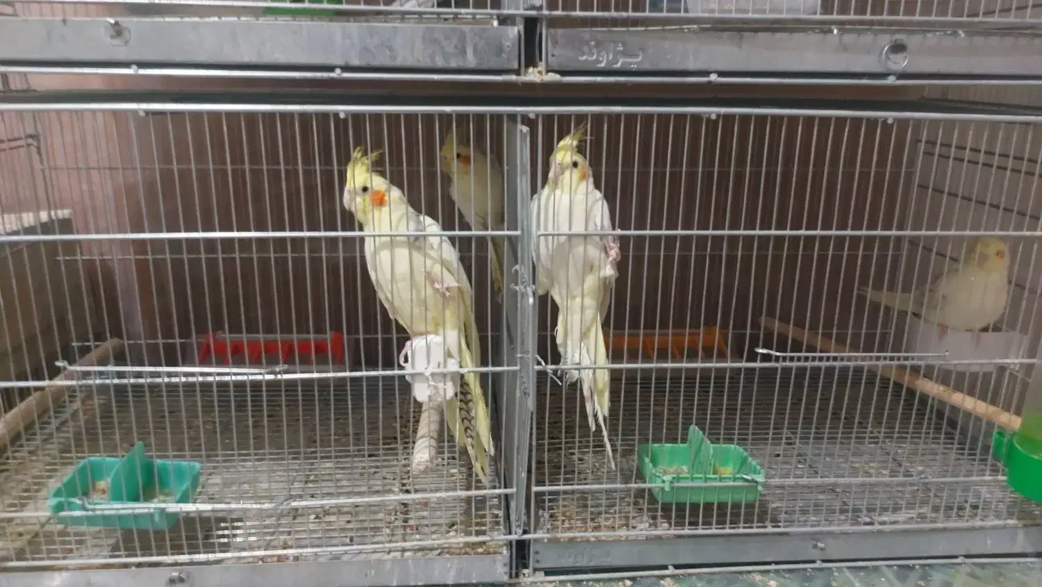 عروس هلندی مولد|پرنده|دهاقان, |دیوار