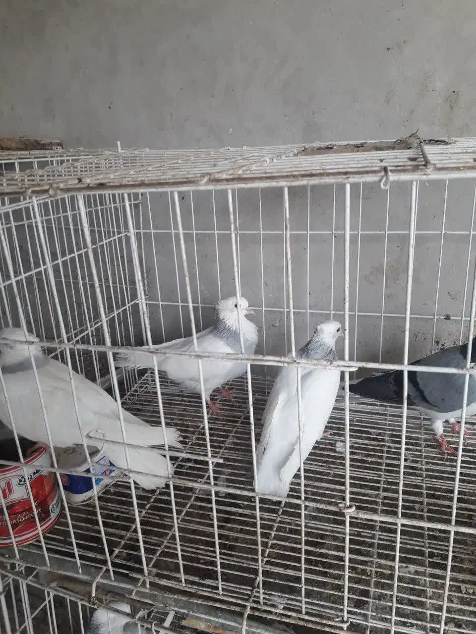 کبوتر طوقی ابی|پرنده|بندر کنگان, |دیوار