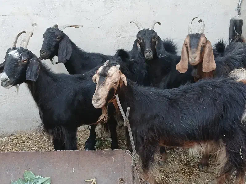 بز ‌|حیوانات مزرعه|طسوج, |دیوار