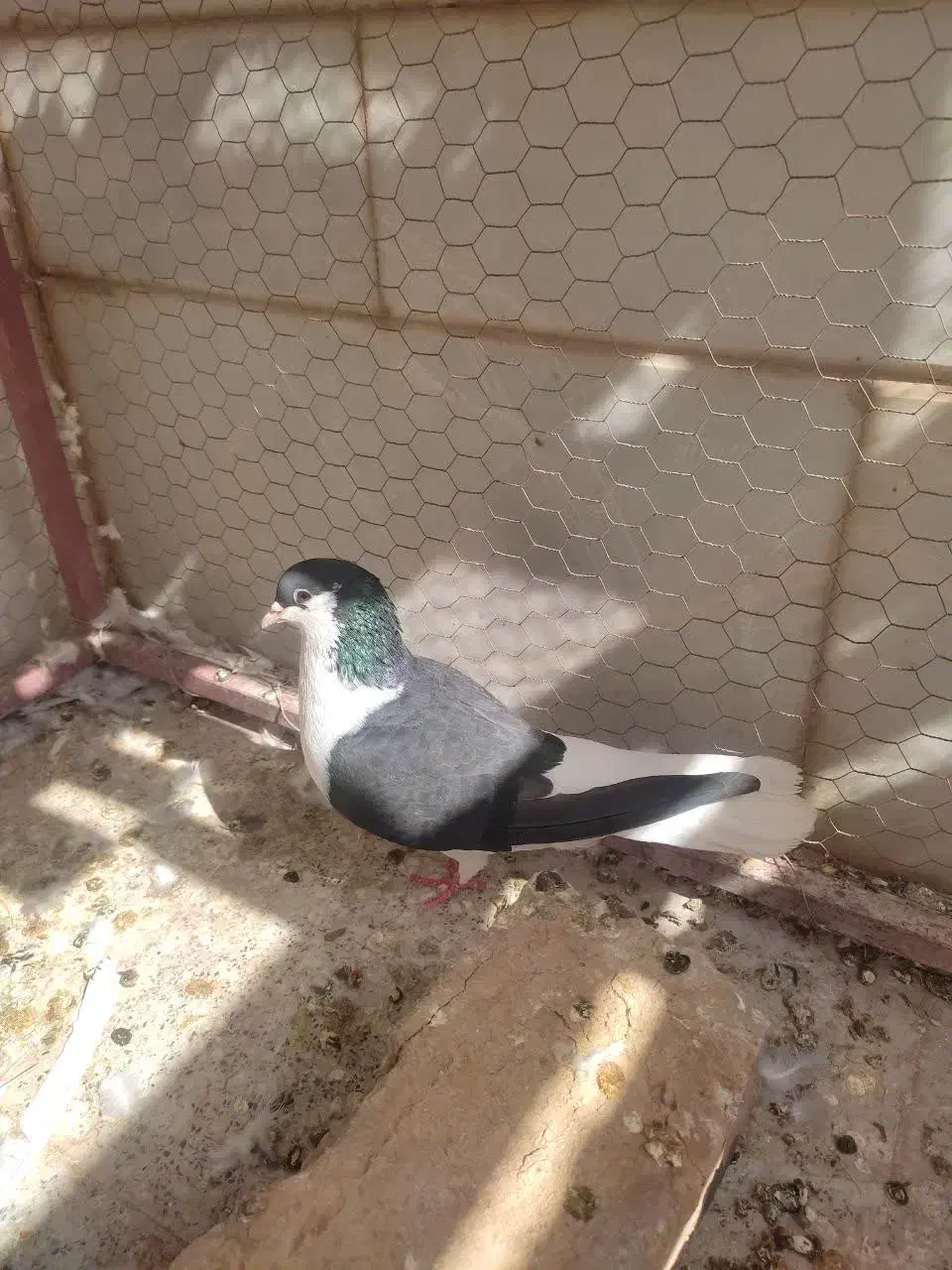 کفتر پرشی و زینتی|پرنده|اردکان, |دیوار