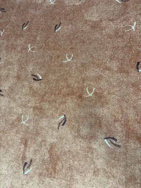 موکت تمیز ‌جنس خوب|موکت|قم, کلهری|دیوار