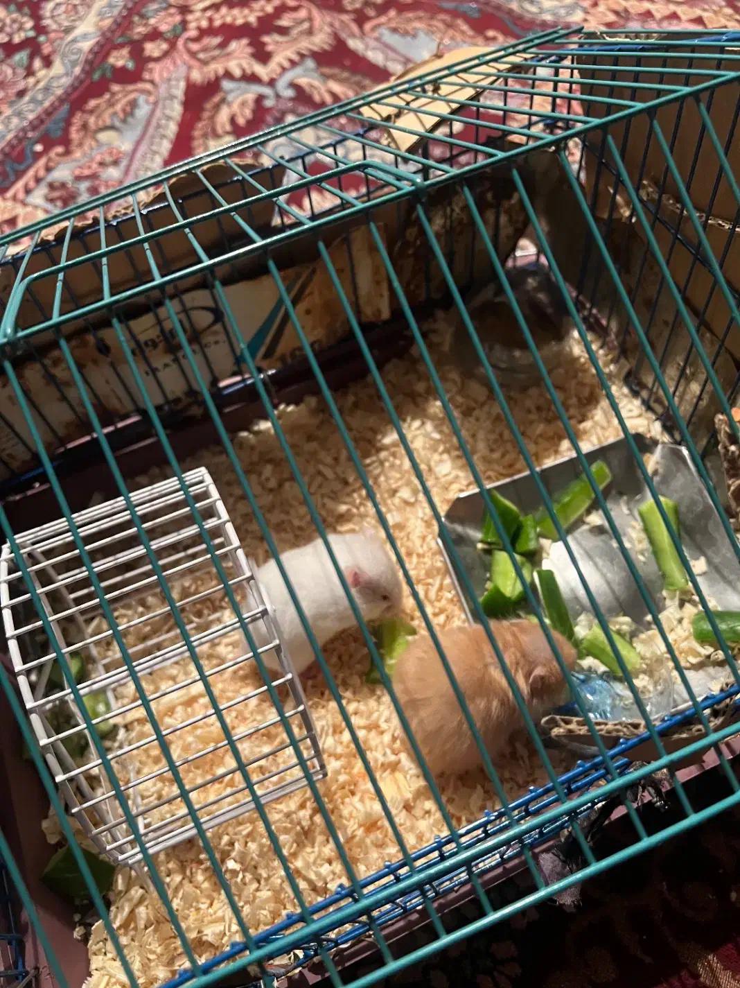 یک جفت همستر|موش و خرگوش|کازرون, |دیوار