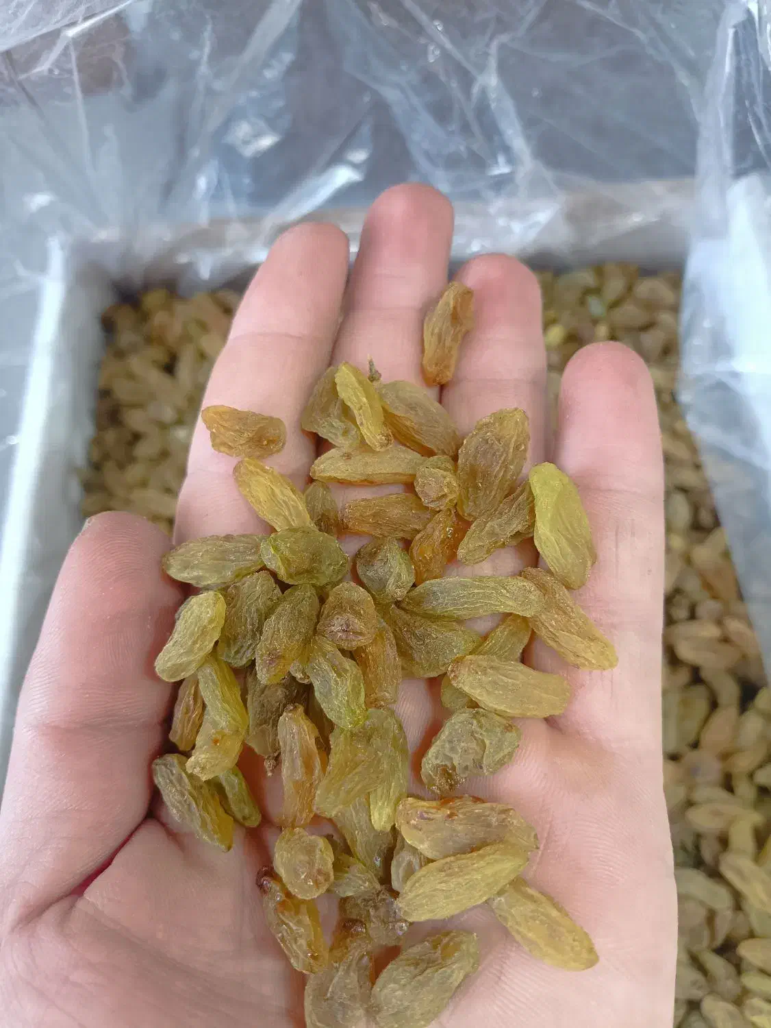 کشمش سبز امسالی ارگانیک بدون تیزاب درجه یک و دو و.|خوردنی و آشامیدنی|اصفهان, زهران|دیوار