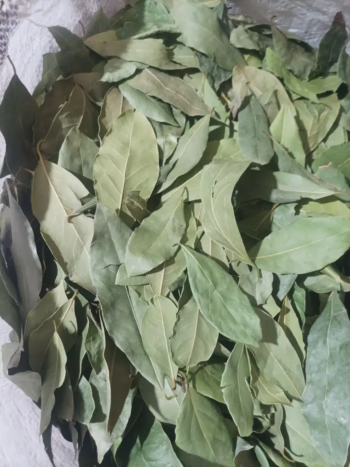 فروش برگ بو|خوردنی و آشامیدنی|شاهینشهر, نبوت|دیوار