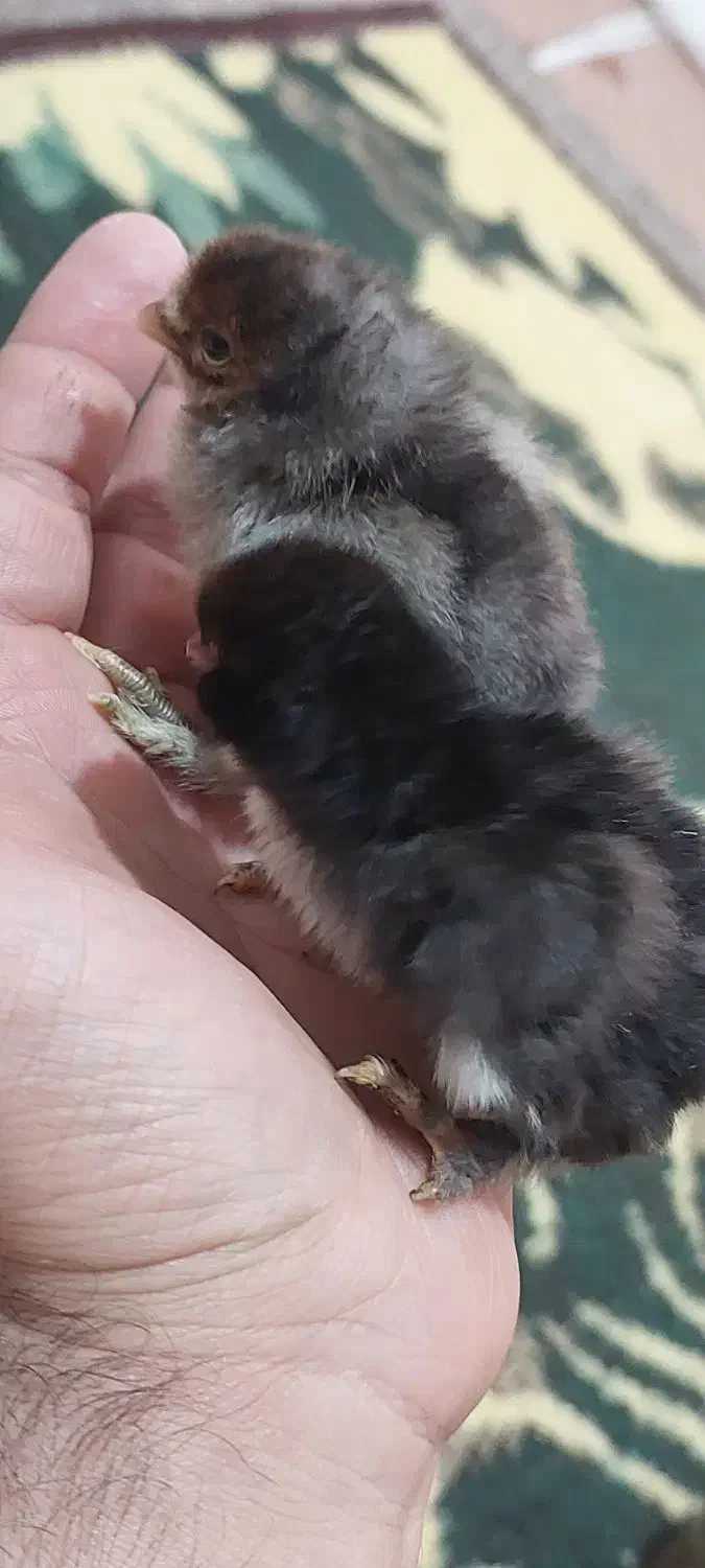 جوجه ۳روزه گلپایگان|حیوانات مزرعه|شاهین‌شهر, مسکن مهر|دیوار