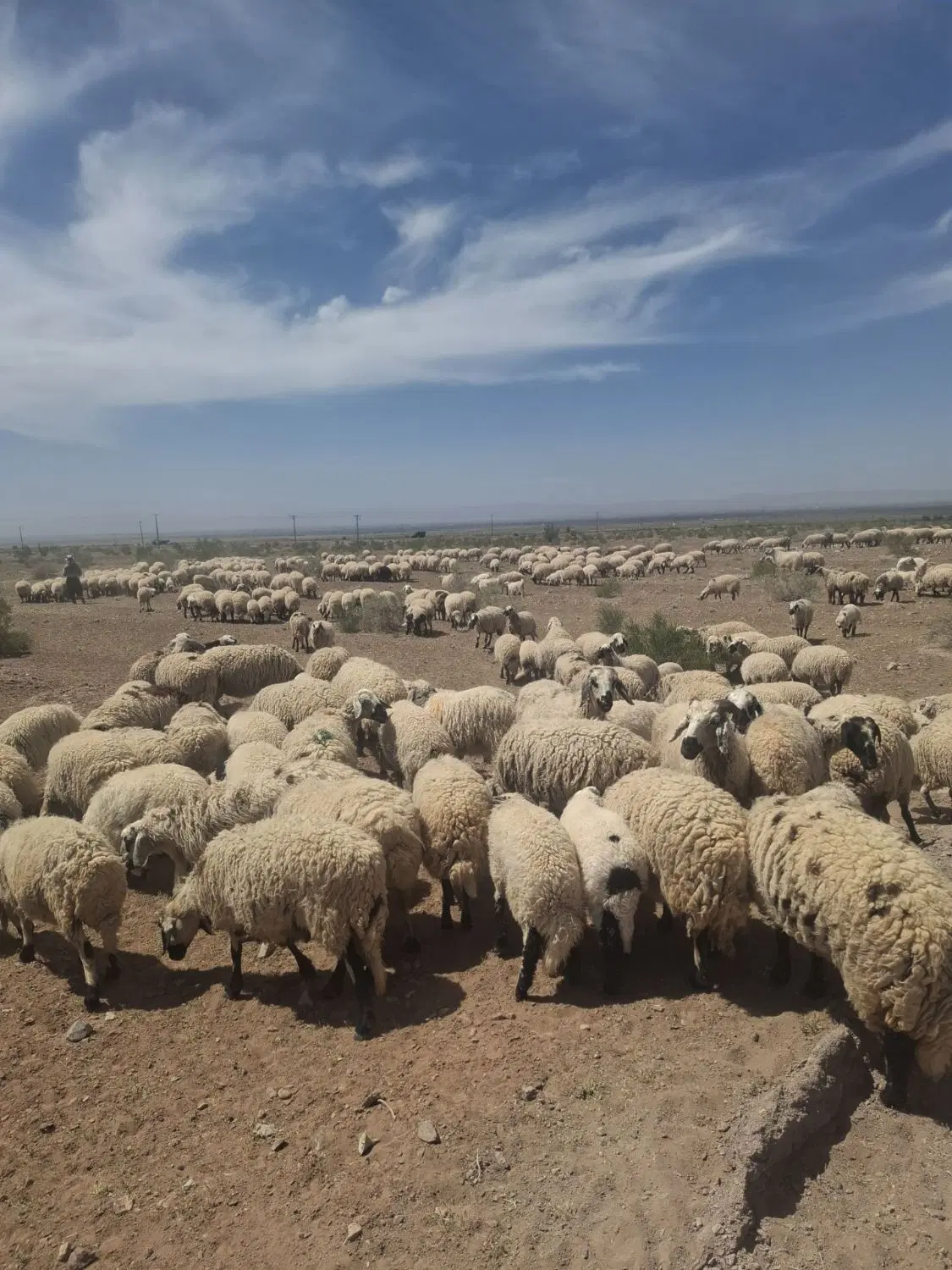 بره شیر|حیوانات مزرعه|رفسنجان, |دیوار