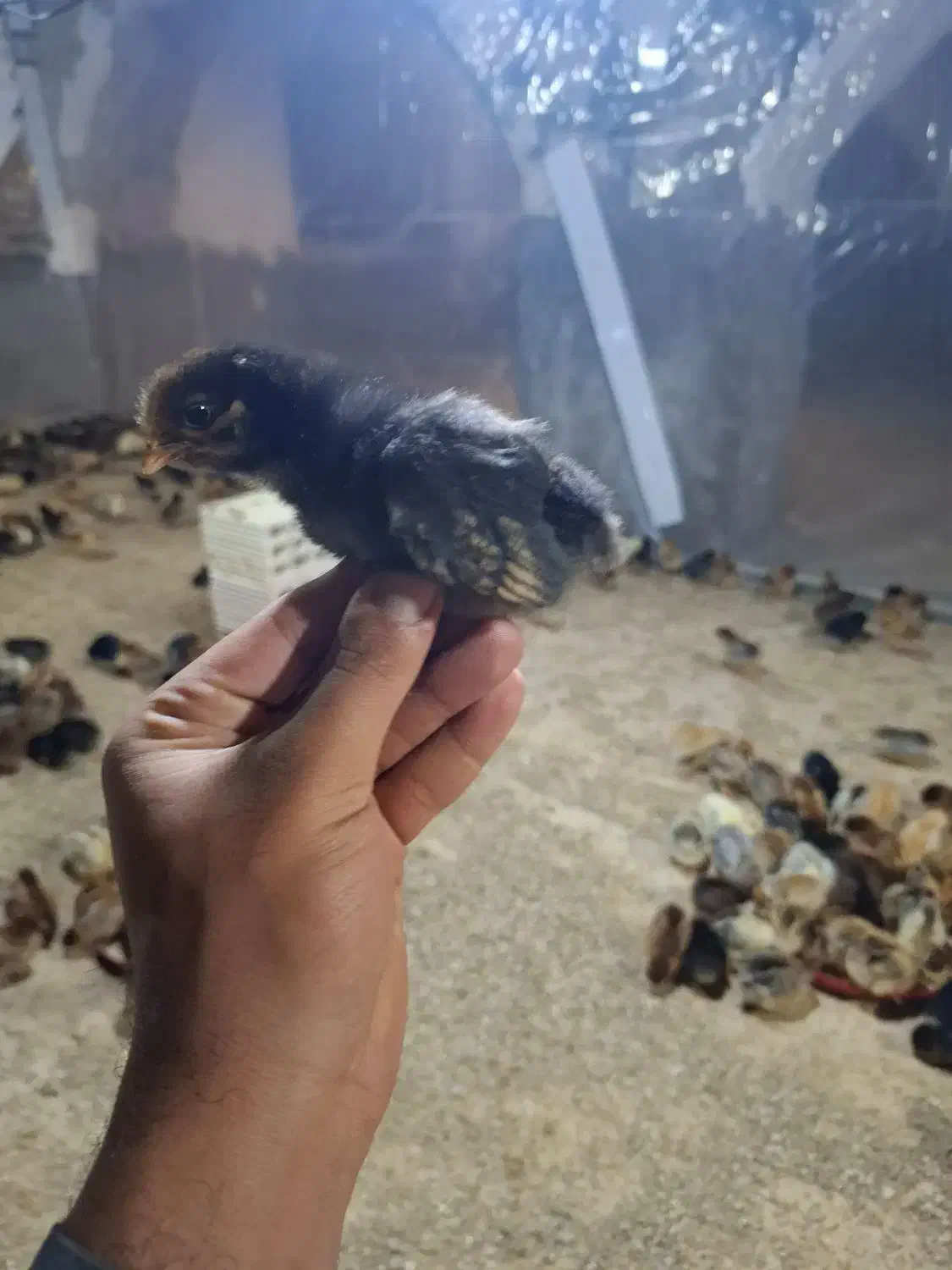 جوجه محلی۷روزه اردک جوجه رنگی از مرغ خروس محلی|حیوانات مزرعه|سیرجان, |دیوار