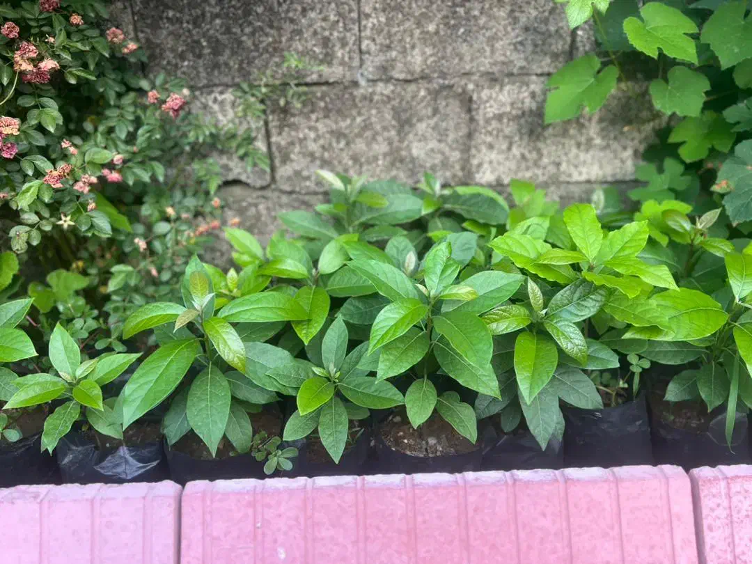 نهال اووکادو مکزیک پرچرب دوساله تا به بالا موجود|خدمات باغبانی و درختکاری|شلمان, |دیوار