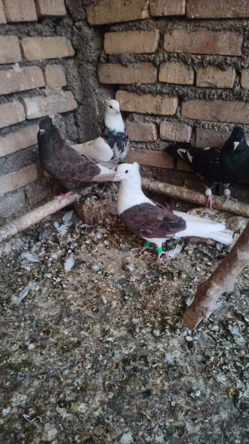 کبوتر حمیدیه|پرنده|سوسنگرد, |دیوار