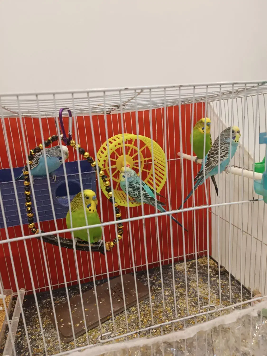 مرغ عشق|پرنده|مشهد, طبرسی شمالی|دیوار