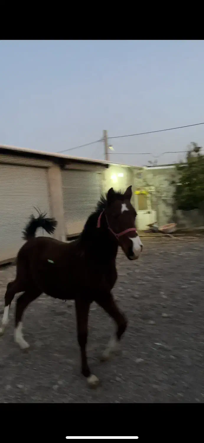 کره نریان کرد خالص|اسب و تجهیزات اسب‌سواری|اردبیل, |دیوار