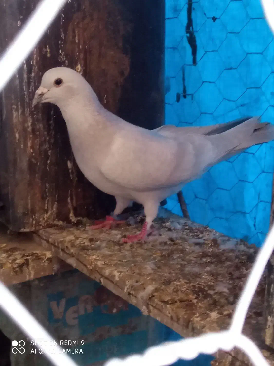 کفتر مصری|پرنده|بیرجند, |دیوار