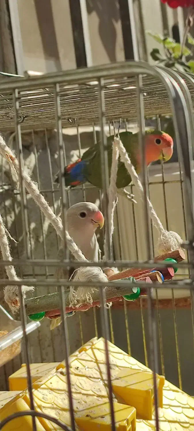 طوطی برزیلی|پرنده|رستم‌آباد, |دیوار