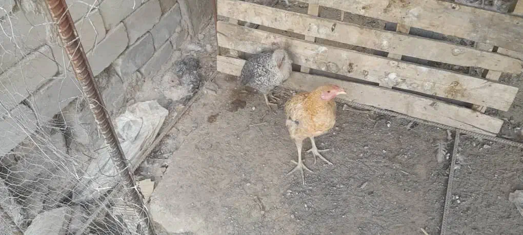 خروس چهل تاج نسل دار درشت و کشیده|حیوانات مزرعه|ایرانشهر, |دیوار