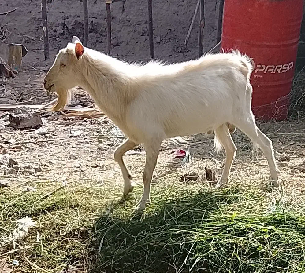 نری وگیسه مایکرد|حیوانات مزرعه|زاهدان, |دیوار