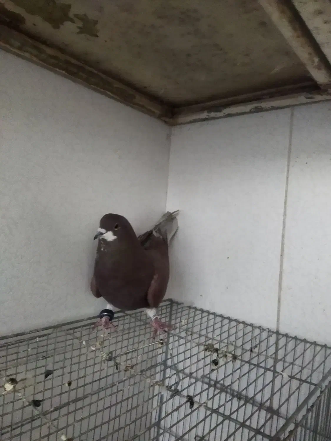 کبوتر|پرنده|فولادشهر, ورزشگاه فولادشهر|دیوار