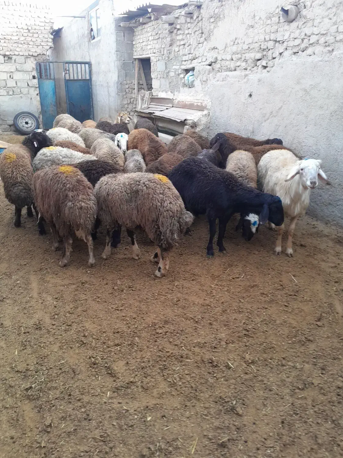 بره نر ماده برای قربانی|حیوانات مزرعه|صفادشت, |دیوار