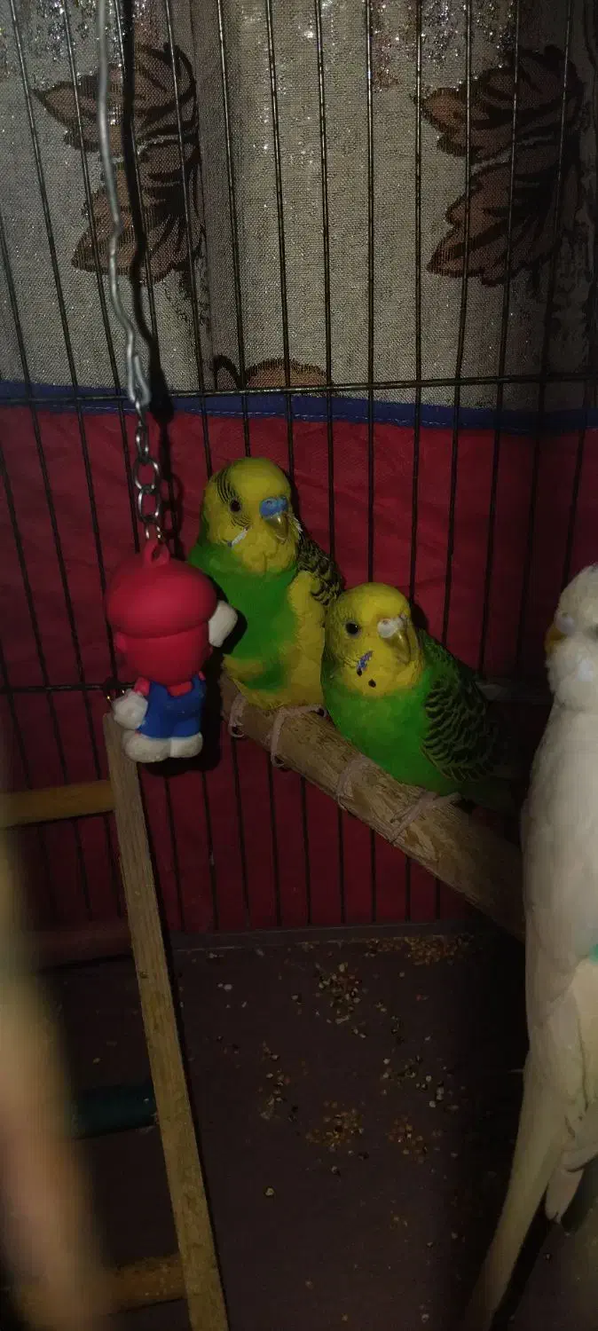 3عدد مرغ عشق با قفس|پرنده|قرچک, مهدیه|دیوار