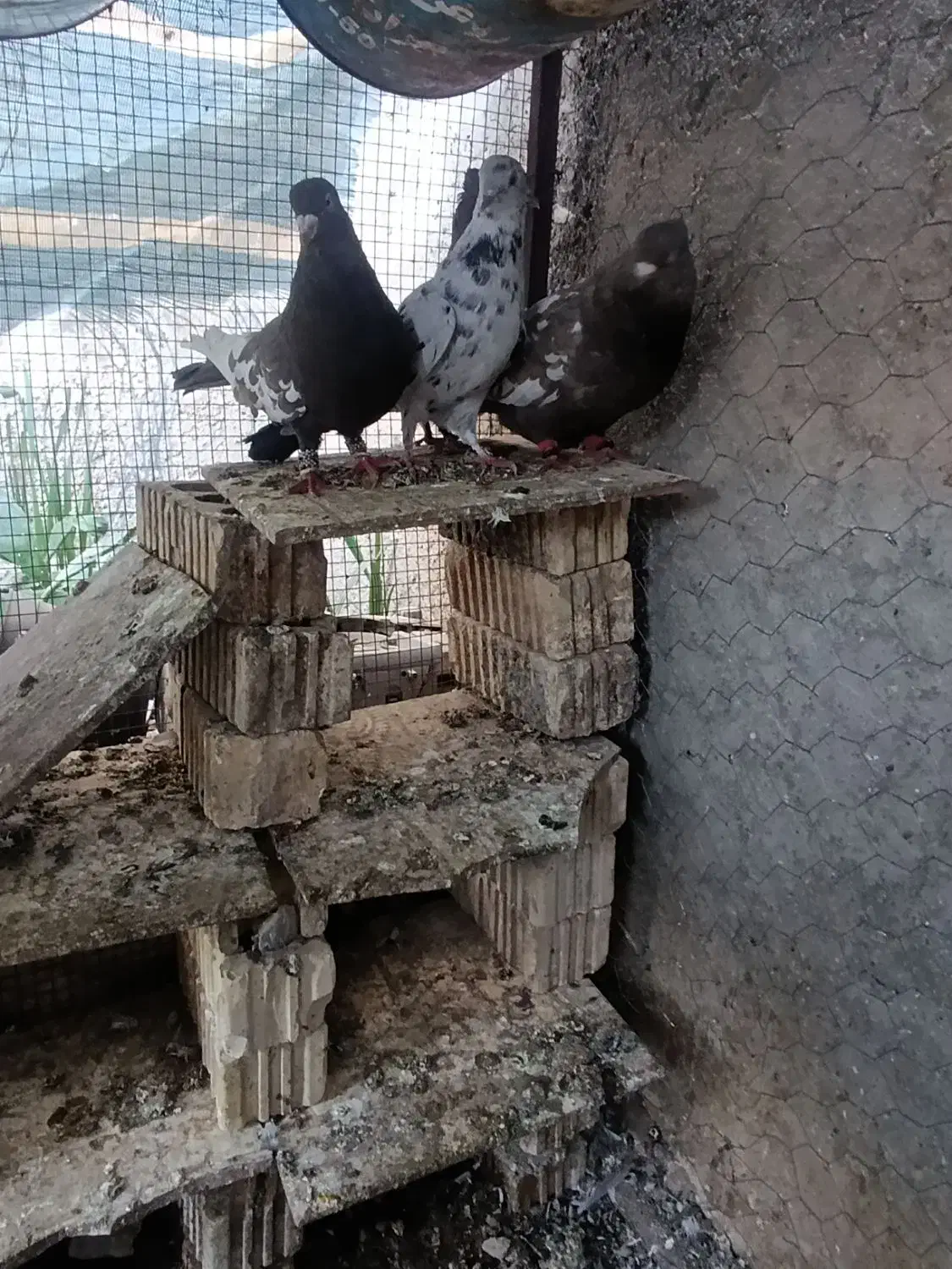 کفتر سینه|پرنده|داراب, |دیوار