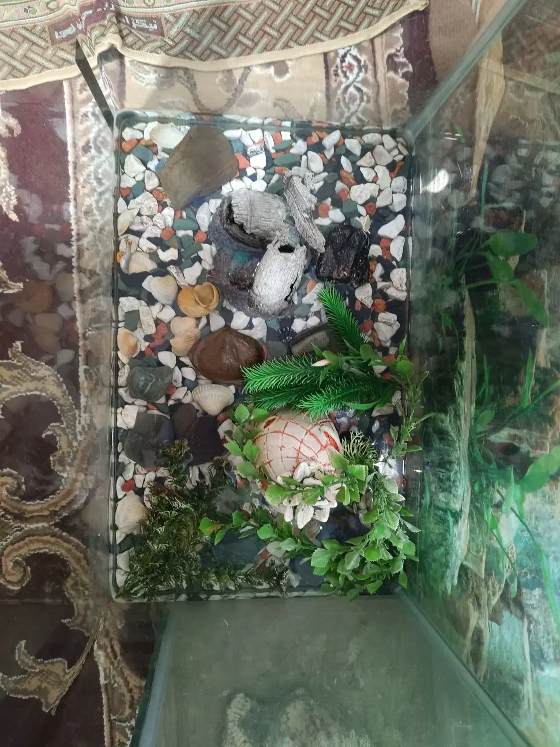 آکواریوم و لوازم جانبی برای نگهداری ماهی زینتی|ماهی|اردبیل, |دیوار