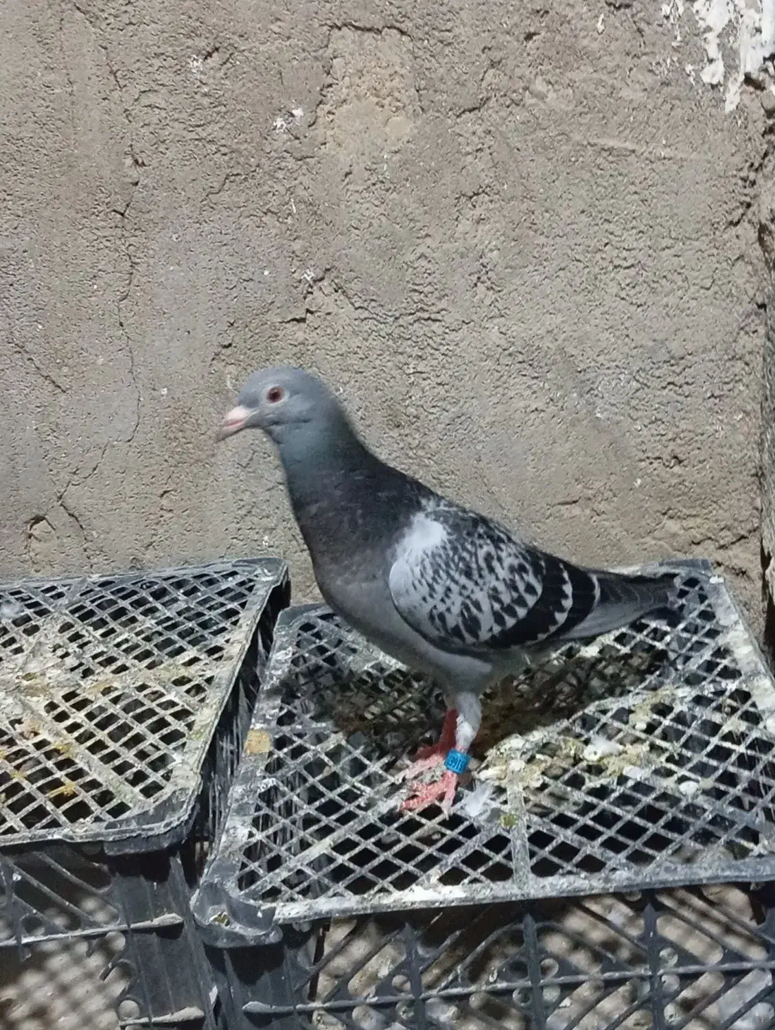 تعدادی پلاکی وکله ای|پرنده|گتوند, |دیوار