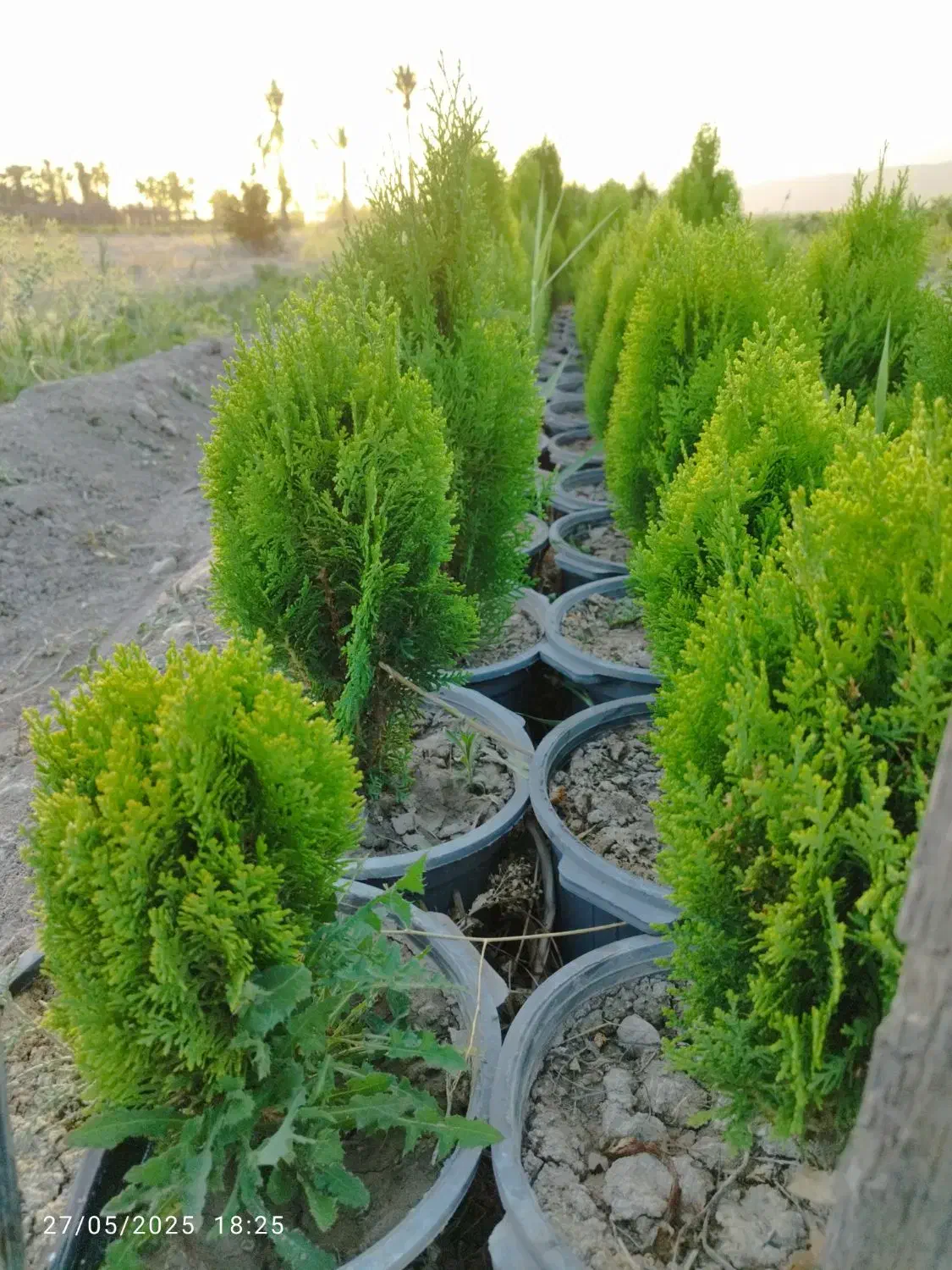سرو شیراز و نهال مرکبات و سیاه درخت|خدمات باغبانی و درختکاری|شیراز, حومه شیراز|دیوار