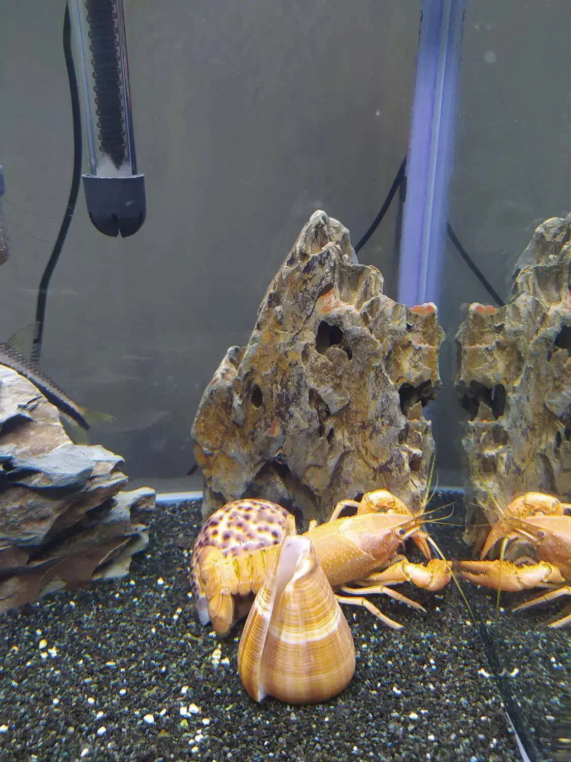 اکواریوم|ماهی|مشهد, تربیت (صدف)|دیوار