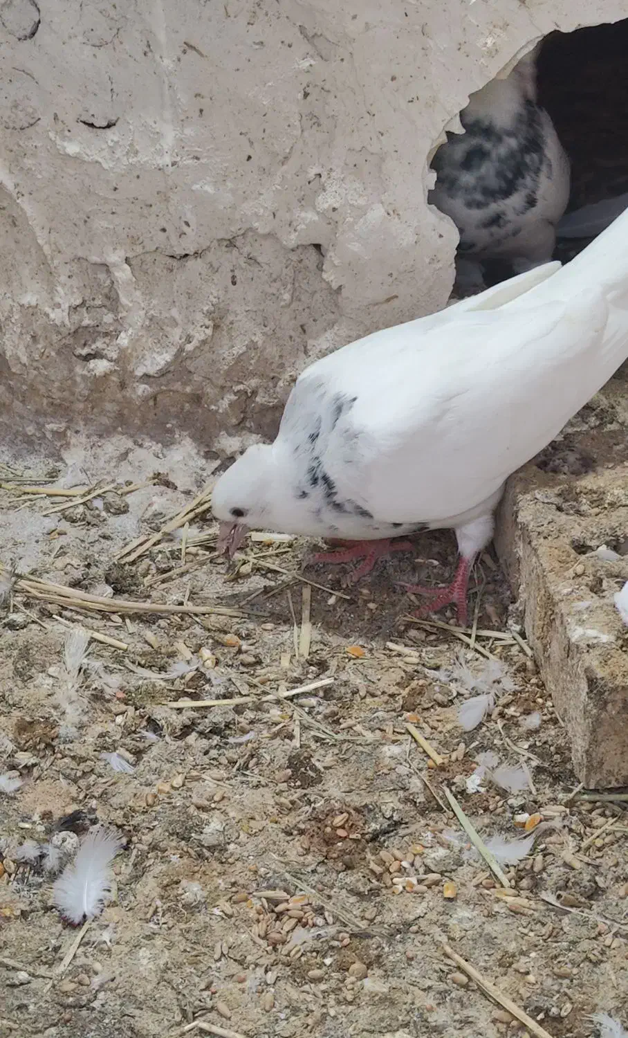 کبوتر طوقی|پرنده|تهران, بیسیم|دیوار