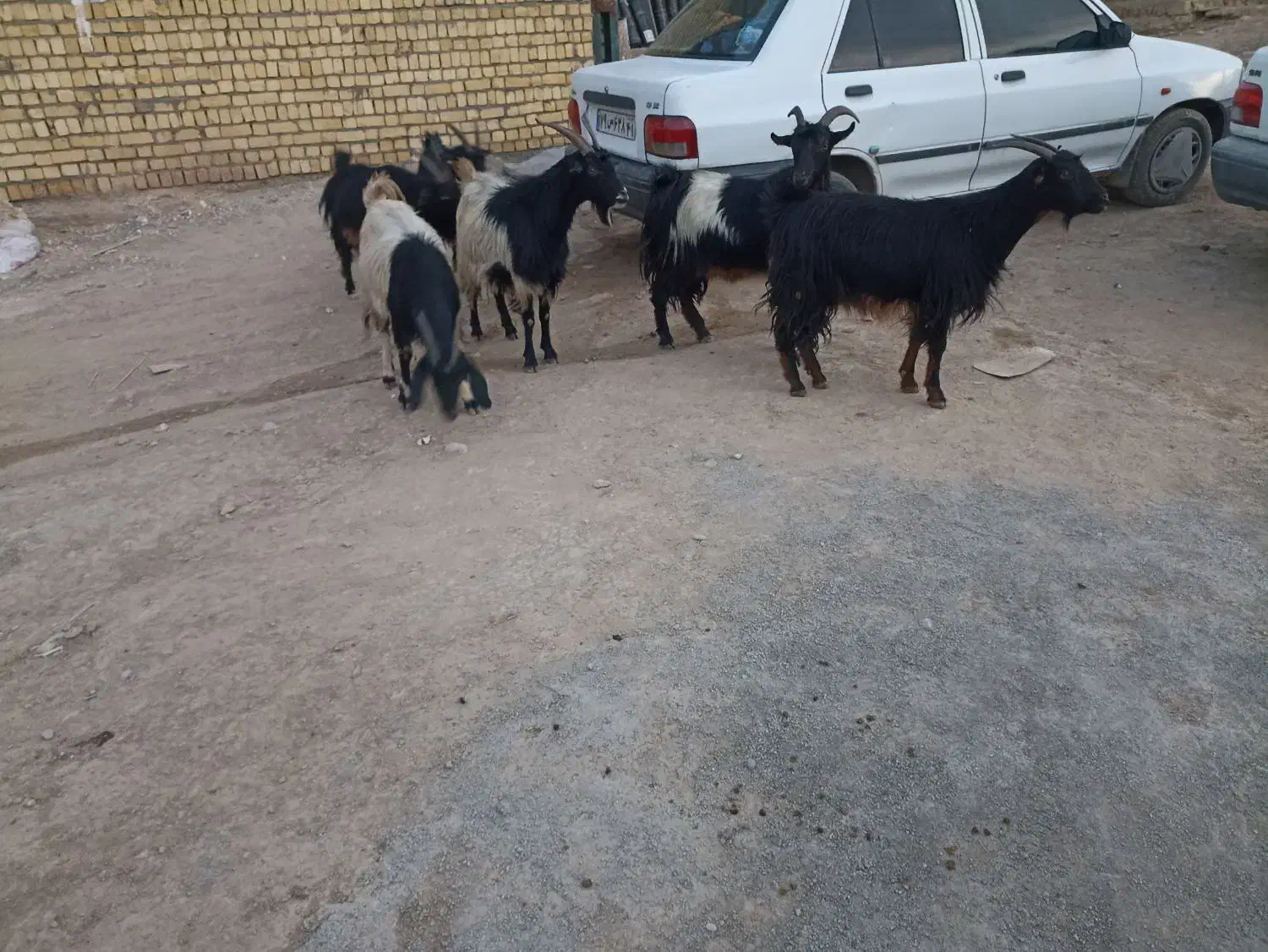 فروشی|حیوانات مزرعه|کوهدشت, |دیوار