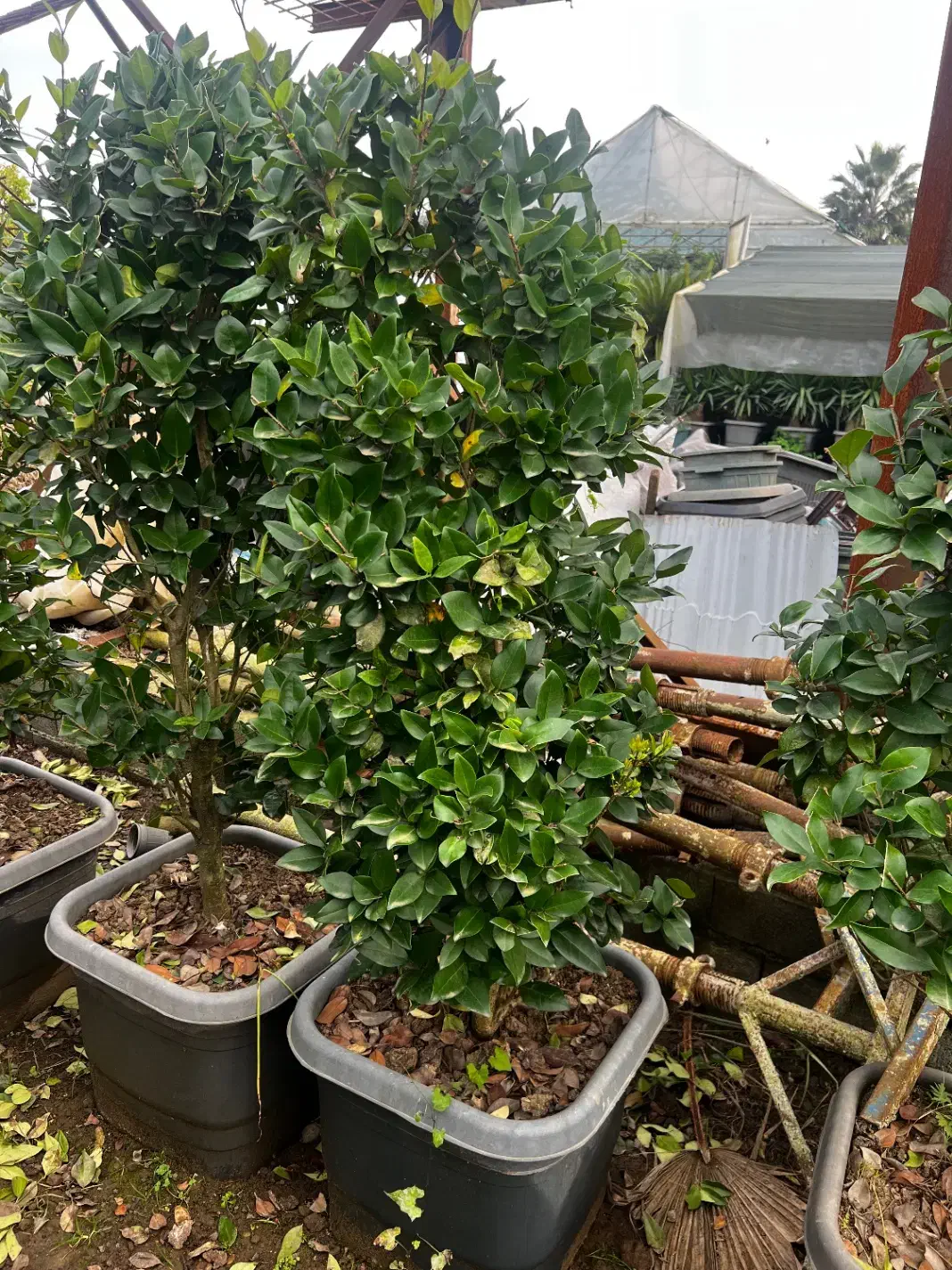 کاج سدروس ( گیاه یاس هلندی ، کامیس فضای سبز )|گل و گیاه طبیعی|سلمان‌شهر, |دیوار